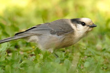 Gray jays are among the birds that eat fungus.