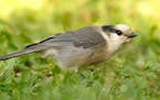 Gray jays are among the birds that eat fungus.