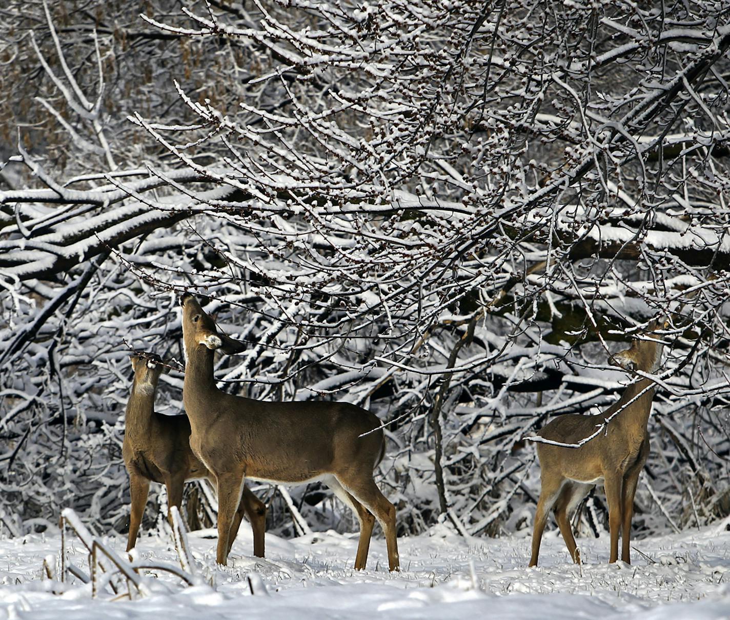 FILE - In this April 23, 2013, file photo, whitetail deer browse on tree buds in the Wood Lake Nature Center in Richfield, Minn. The Minnesota Department of Natural Resources has temporarily banned the movement of all farmed white-tailed deer within the state to try to limit the spread of a fatal brain disease. The DNR issued the order in response to the recent discovery of chronic wasting disease in a captive deer at a hobby farm in Douglas County of west-central Minnesota. (AP Photo/The Star T