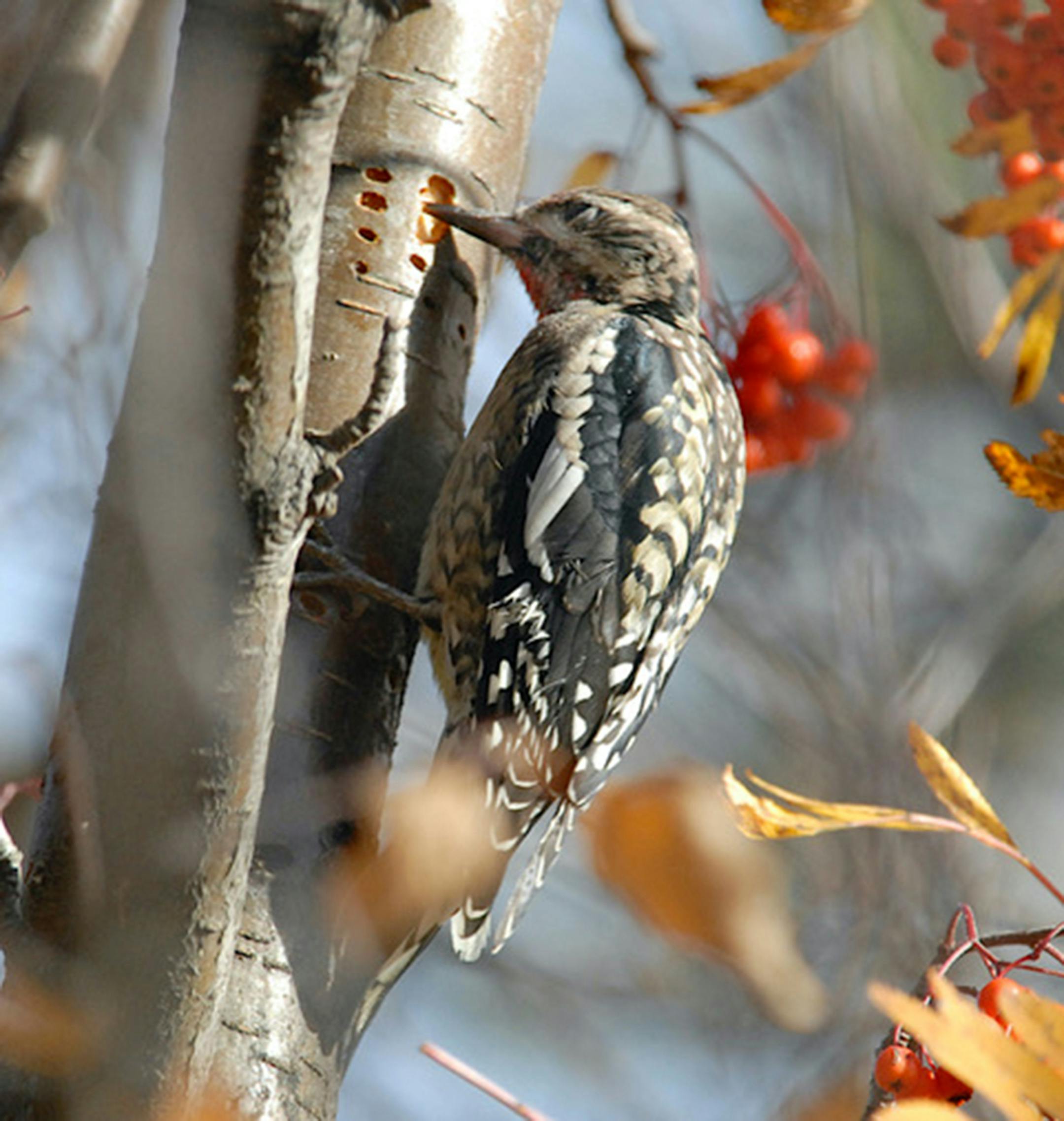 A sapsucker pounds on a tree (its eye closes as it pounds).