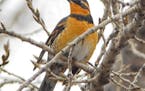A varied thrush, visiting from the Pacific Northwest, is much showier than its cousin, the American robin.