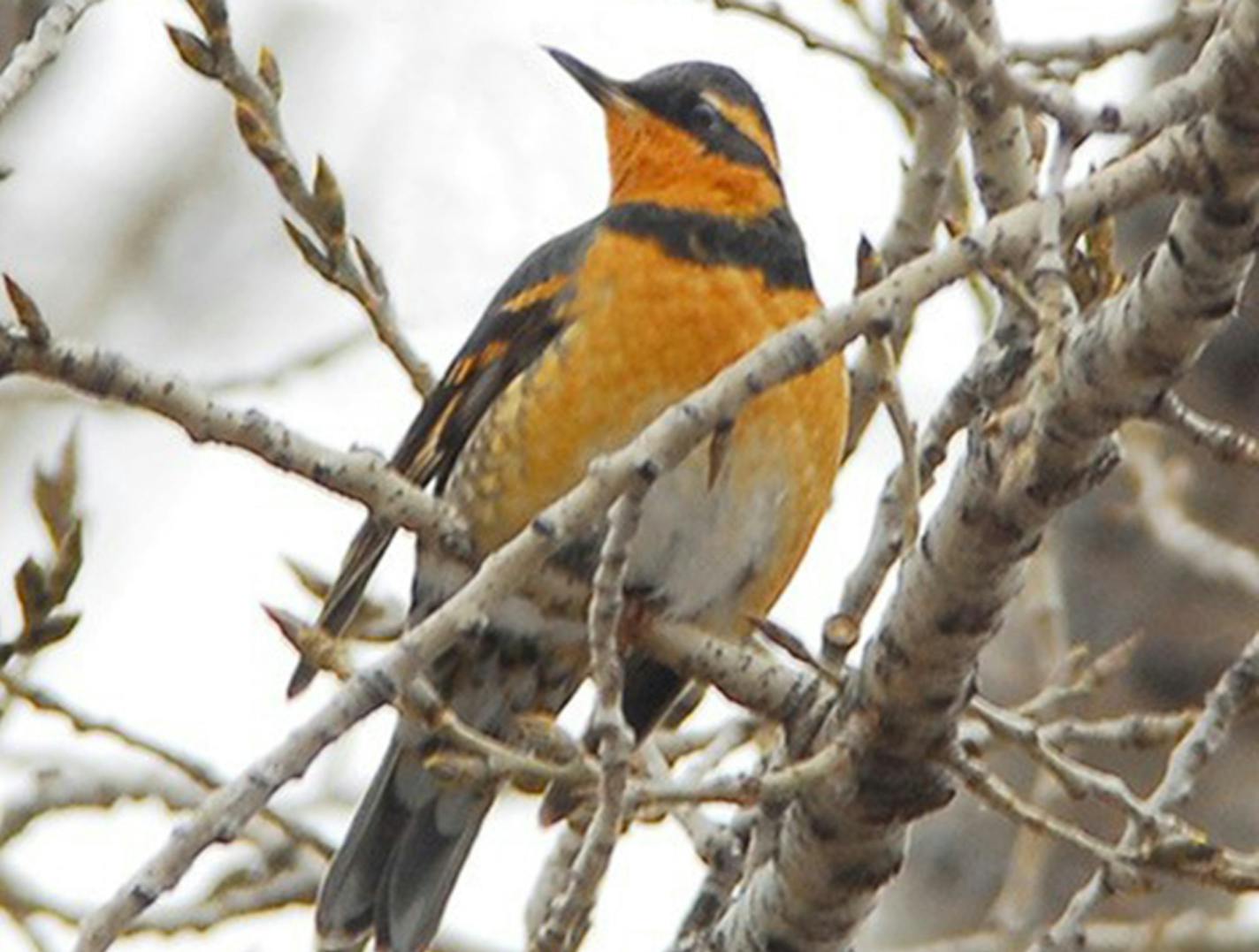 A varied thrush, visiting from the Pacific Northwest, is much showier than its cousin, the American robin.