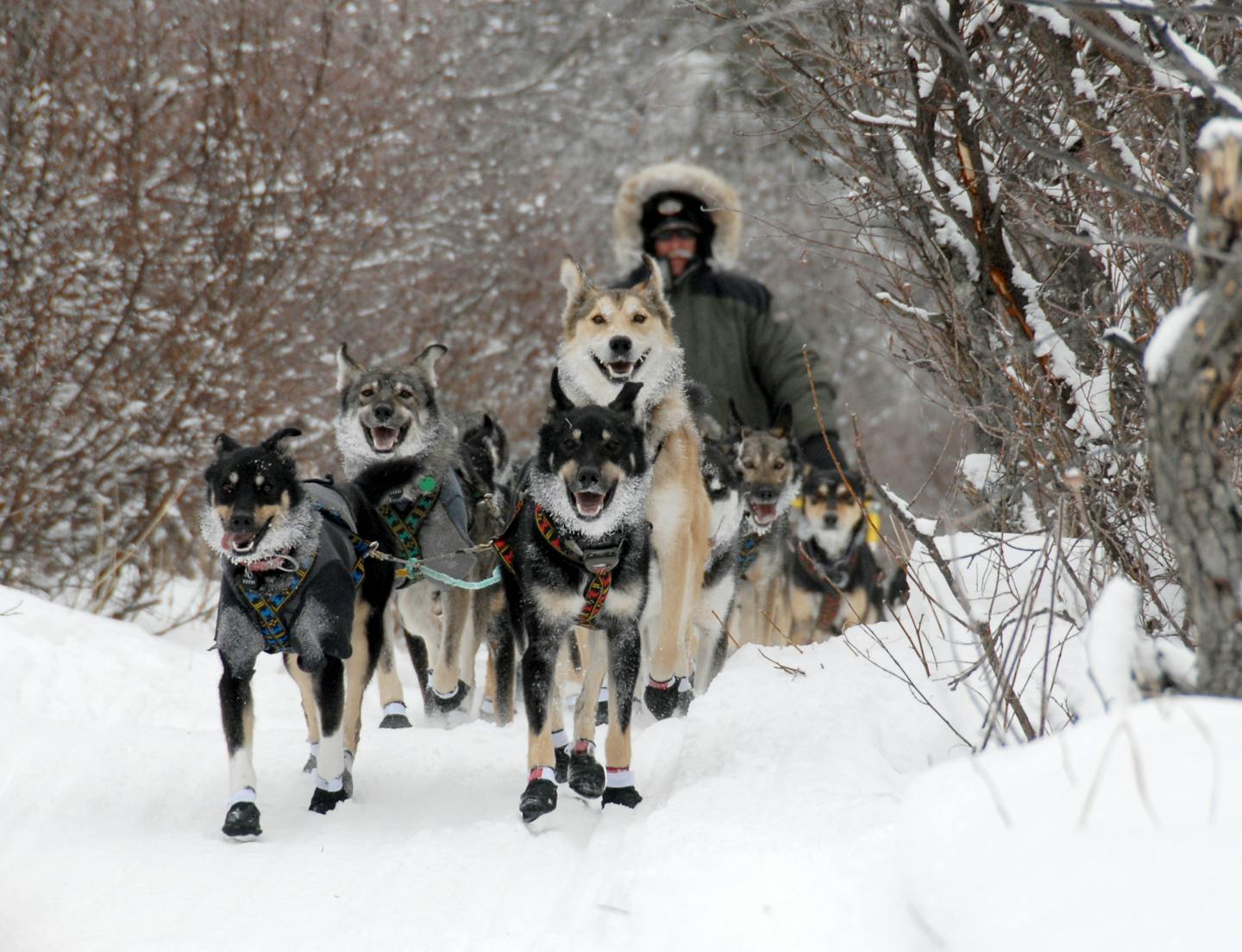 Iditarod sled dog musher Jeff King drives his team down the Unalakleet River and into the Unalakleet checkpoint on Sunday.