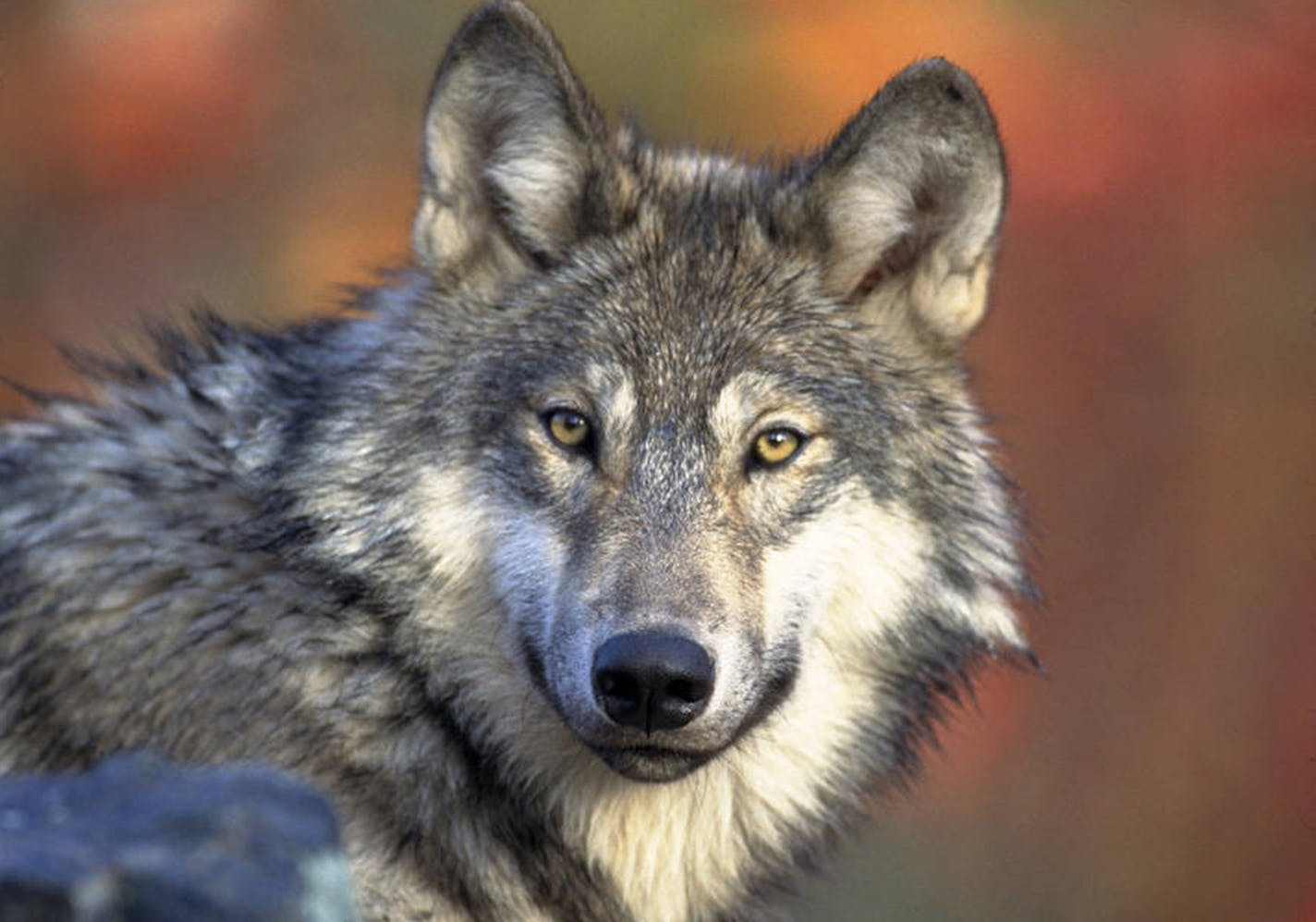 A gray wolf. The national delisting decision turns management of the wolves over to states. Gov. Tim Walz and Lt. Gov. Peggy Flanagan have said they oppose wolf hunting.