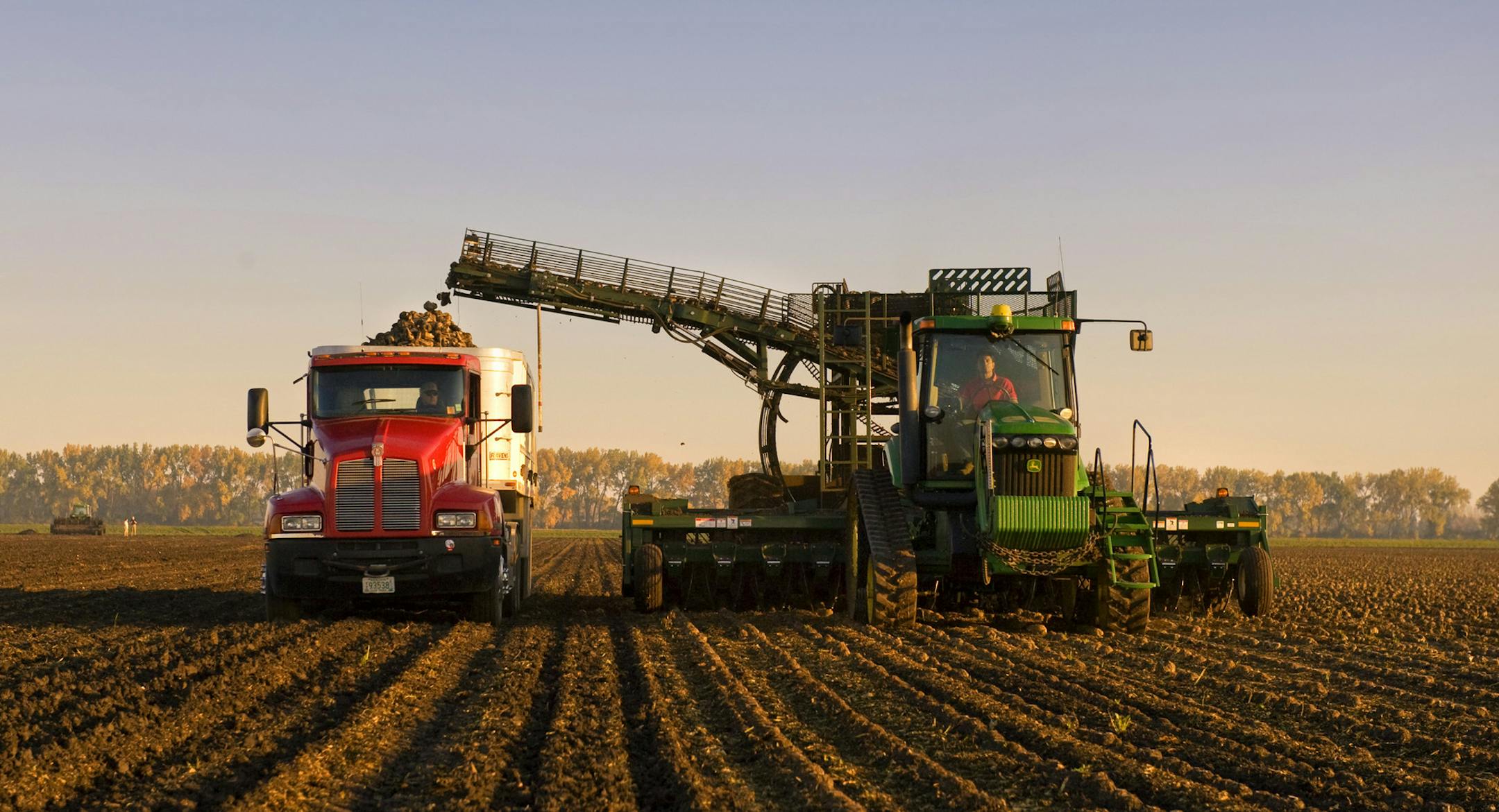 GLEN STUBBE • gstubbe@startribune.com -- Monday, October 11, 2011 -- Moorhead, MN -- ] Beet farmer Mark Nyquist harvested sugar beets in the early morning on his Moorhead, MN farm, pulling them from the ground and dropping them in a truck driven by Bob Monson. ORG XMIT: MIN2012121620064887