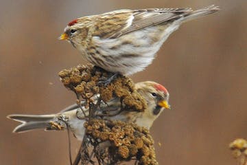 Pair of common redpolls. Jim Williams photo