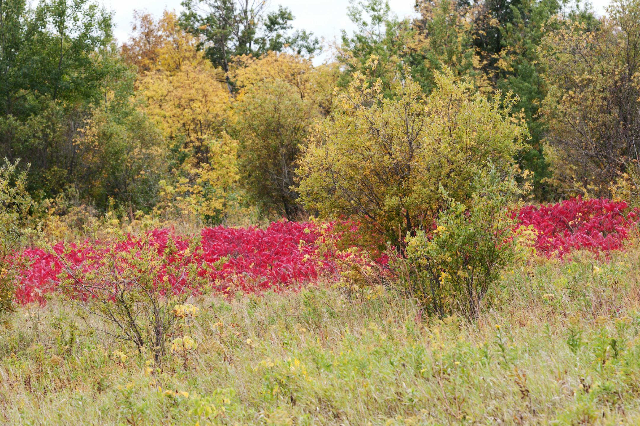Sumacs are part of a Minnesota autumn landscape.