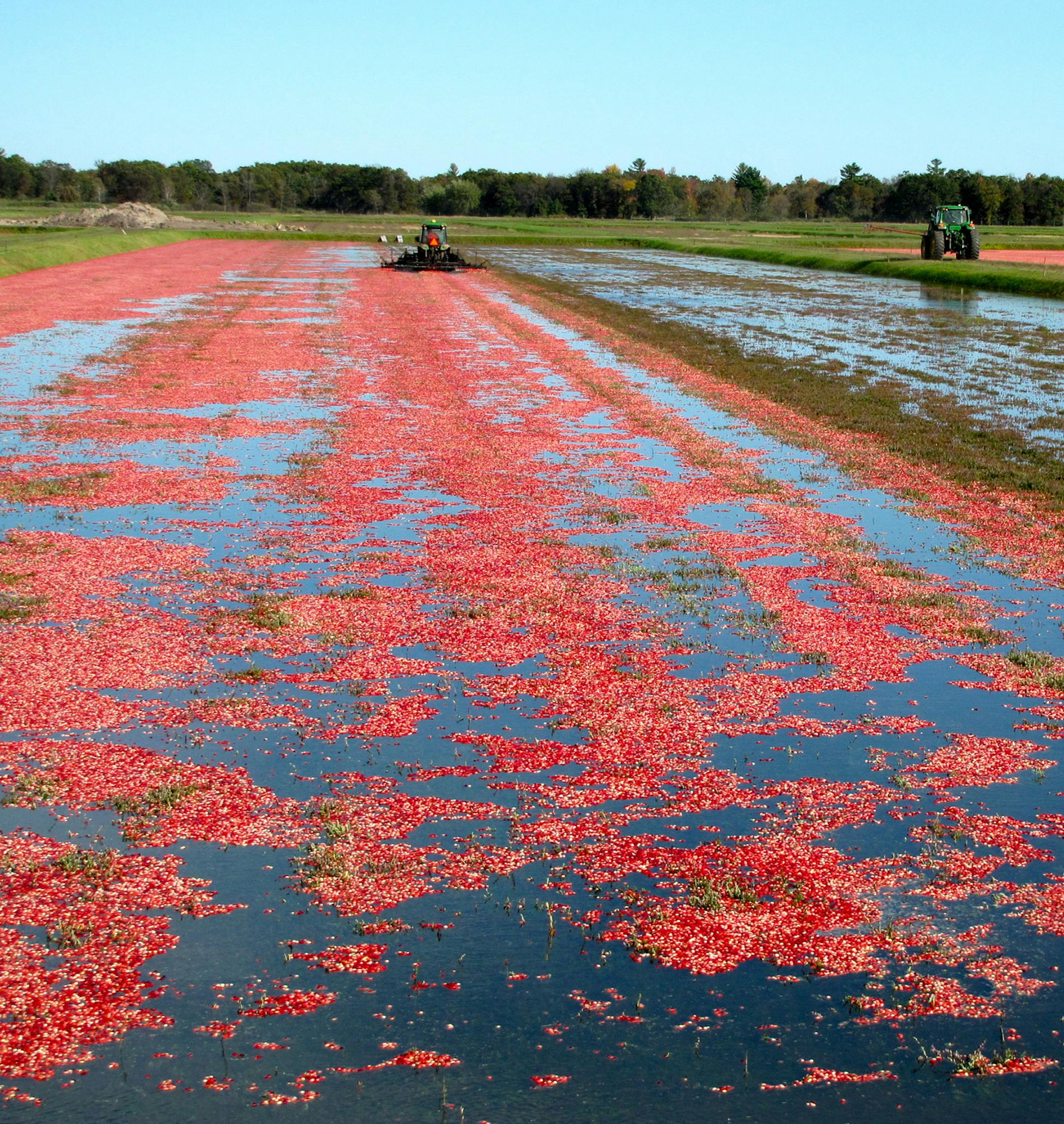 PHOTOS BY LISA MEYERS McCLINTICK A harvesting machine paddles through the beds of Cutler Cranberries, which has raised the tart fruit near Warrens, Wis., since the 1920s. Air pockets in the fruit allow it to float. Wisconsin grows more than half of America&#xed;s cranberry harvest. ORG XMIT: MIN1409221027284590