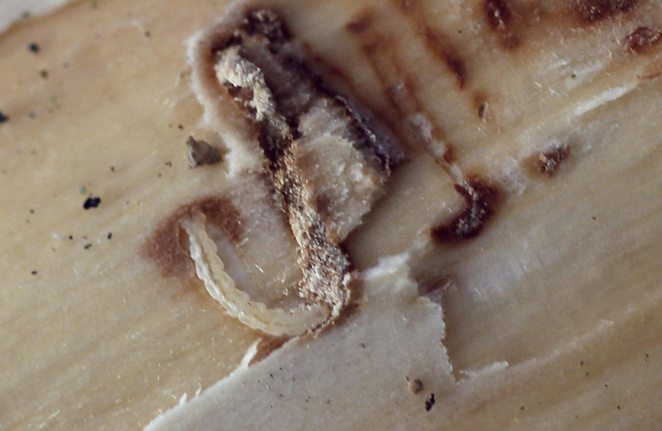 Emerald ash borer larvae taken from black ash logs Tuesday January 07, 2014 in St. Paul ,MN. The current cold snap is likely to make Minnesota less hospitable to the most recent version the emerald ash borer. A recent study by the U.S. Forest Service and the MN Dept. of Ag found that 40 percent of the larvae in test logs exposed to -18 degree temperatures died. AT -29, 90 percent died.] JERRY HOLT ‚Ä¢ jerry.holt@startribune.com