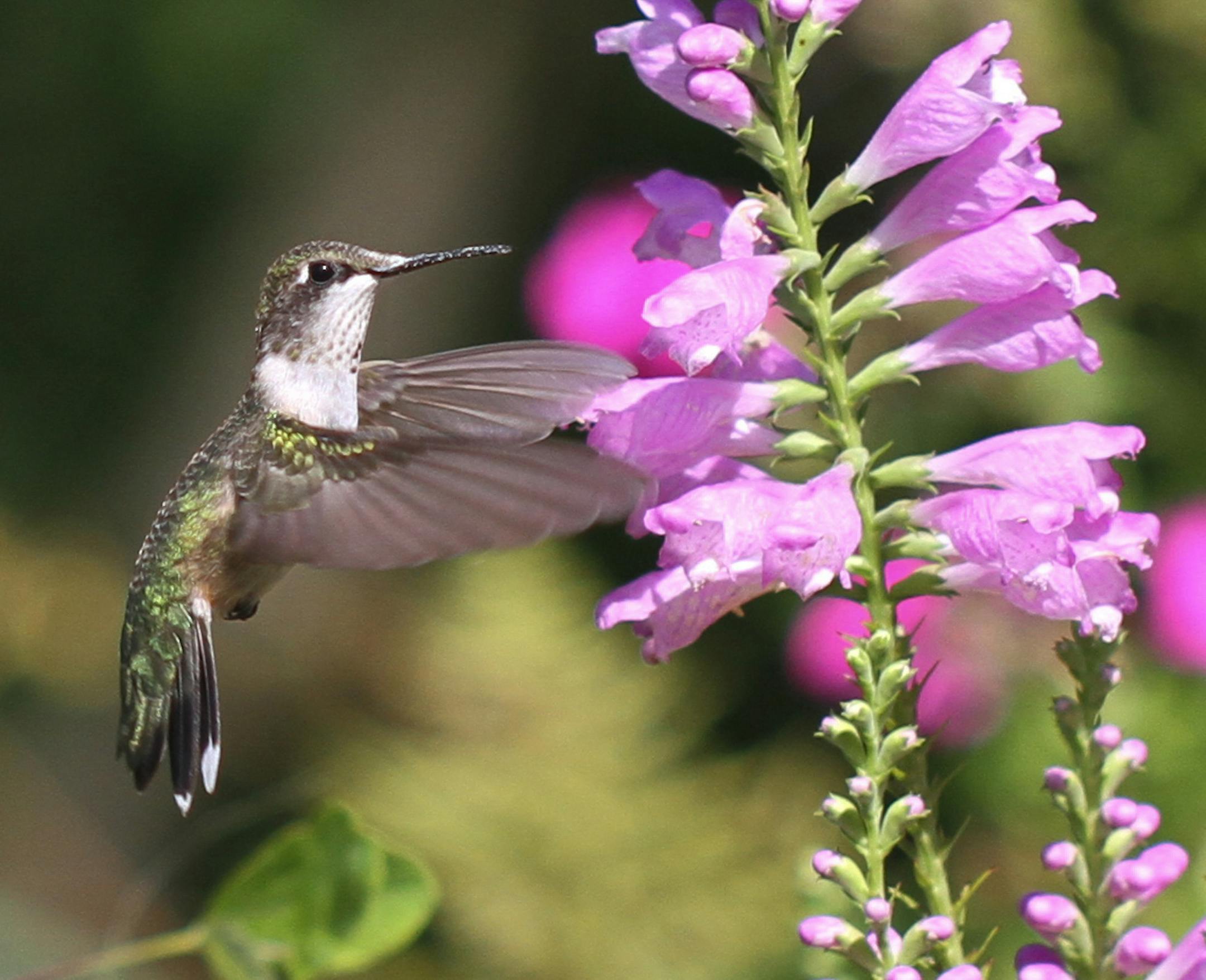 credit, Don Severson, special to the Star Tribune Pls. run #1 larger than #2 1. A young male ruby-throated hummingbird (note short beak and barest hint of colored feathers on throat