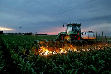 Young organic grain farmer Matthew Fitzgerald, who holds a college degree and has worked in the corporate world, decided recently to come back to his 