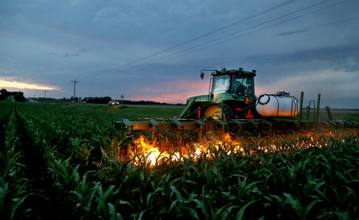 Young organic grain farmer Matthew Fitzgerald, who holds a college degree and has worked in the corporate world, decided recently to come back to his rural, farming roots to make a living. "Every day I get to farm is a gift," says Fitzgerald, who currently lives in a camper on farm land he purchased. Fitzgerald was seen operating a flame cultivator on a corn crop Wednesday, June 21, on land his family farms near Hutchinson, MN. On his instragram, Fitzgerald described a flame cultivator like this