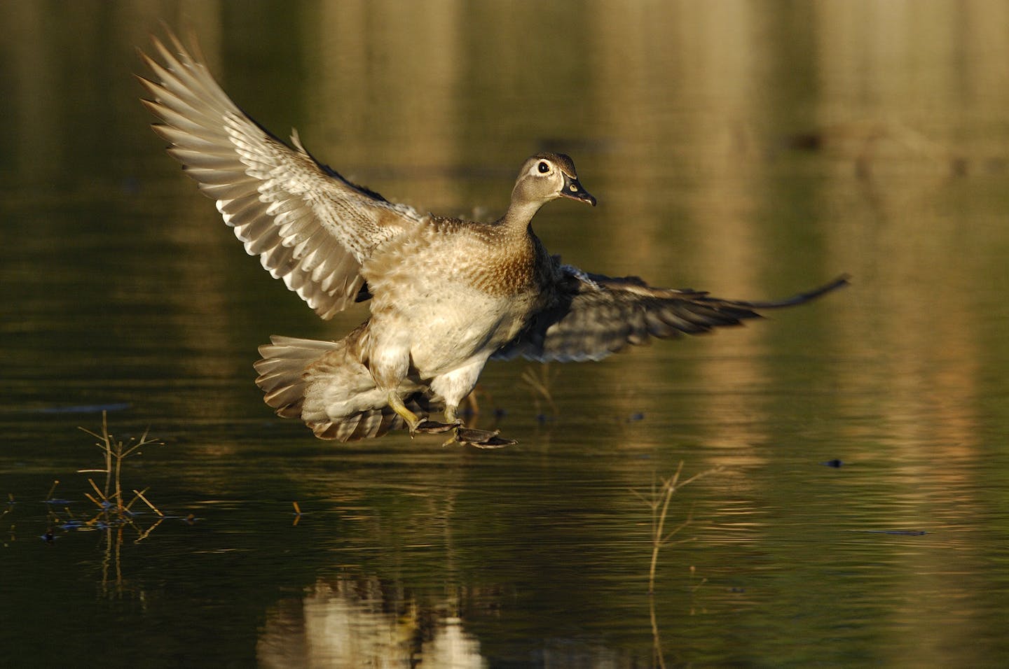 DO NOT USE! ONE-TIME USEAGE WITH BILL MARCHEL COPY ONLY! A hen wood duck has her landing gear down as she is about alight in a small marsh, habitat typical of the species. Her drab color keeps her well camouflaged.