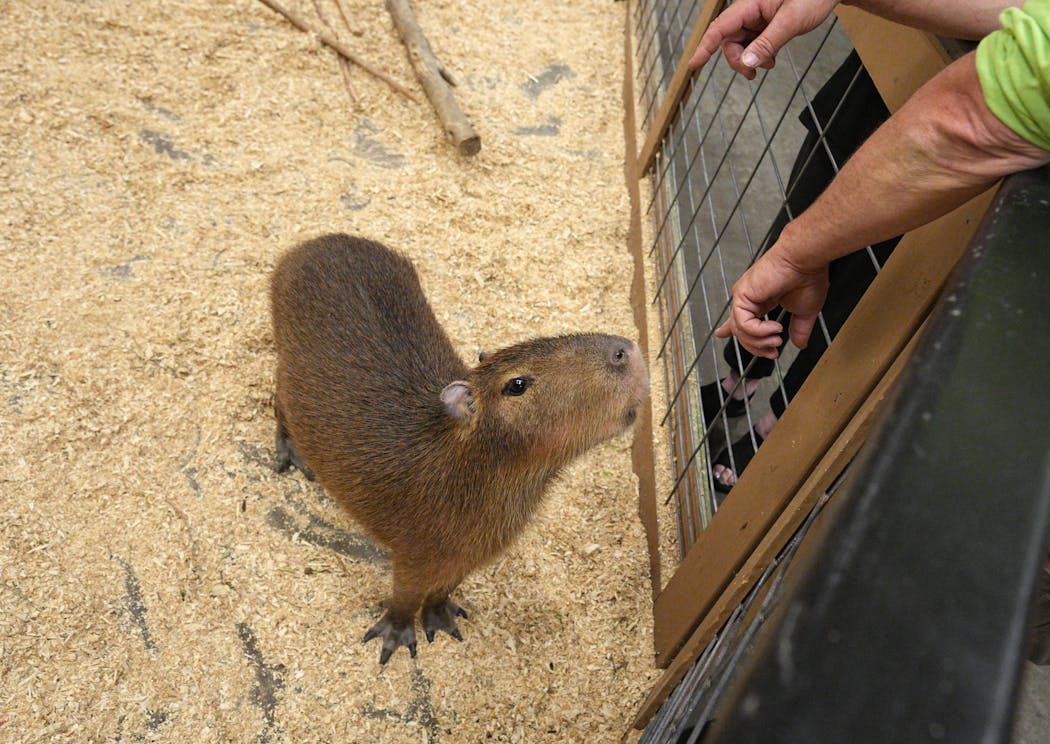 A capybara is the world’s largest rodent, native to South America.