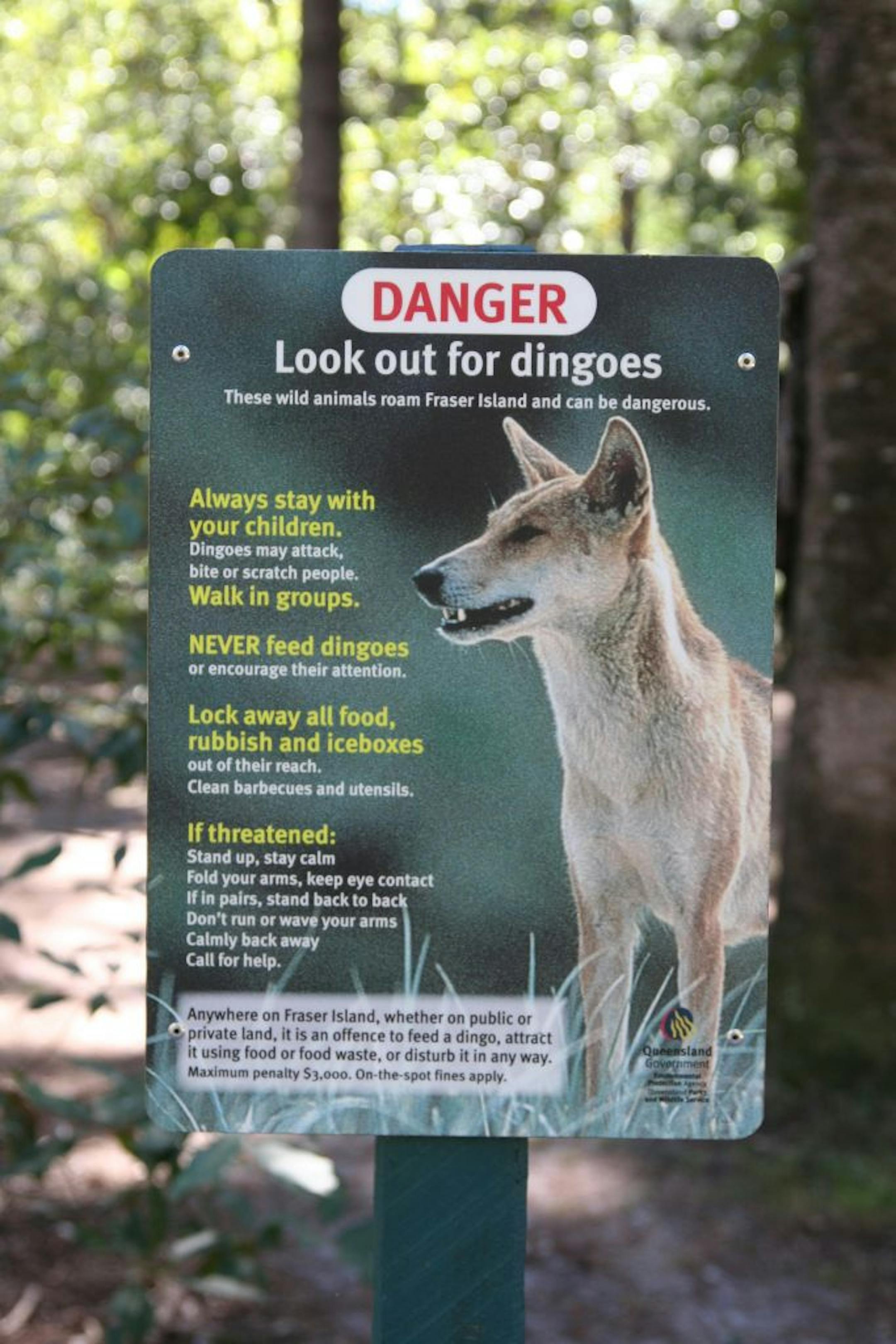 A sign on Australia's Fraser Island warns visitors about the dangers of dingoes, which, it says, "may attack, bite or scratch people."