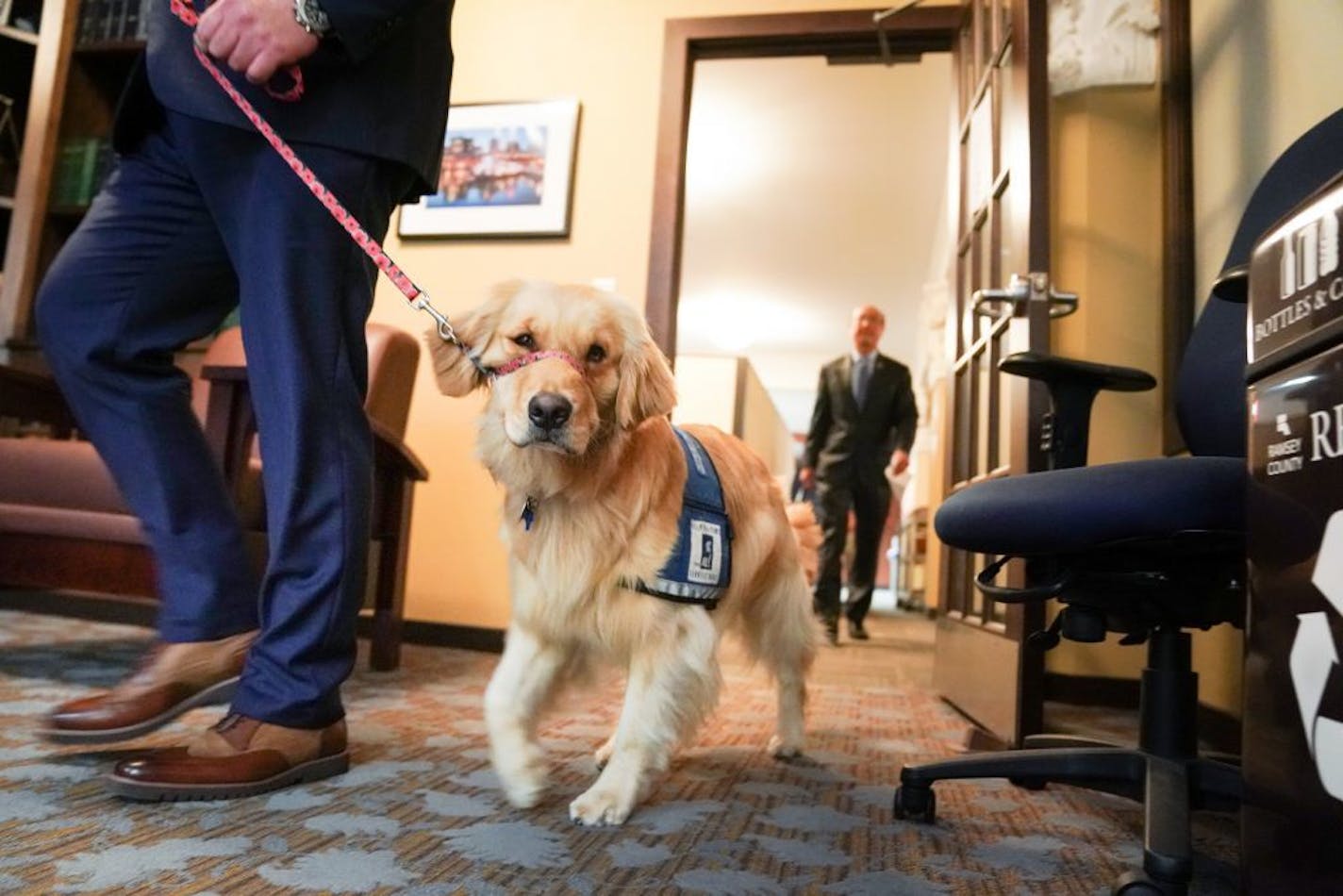 Norie, the new RCAO Facility Dog came into the press conference with her handler, Bill Kubes, RCAO Victim Advocate, and stood or laid by his side as cameras recorder her every move. Behind them is John Choi, Ramsey County Attorney.