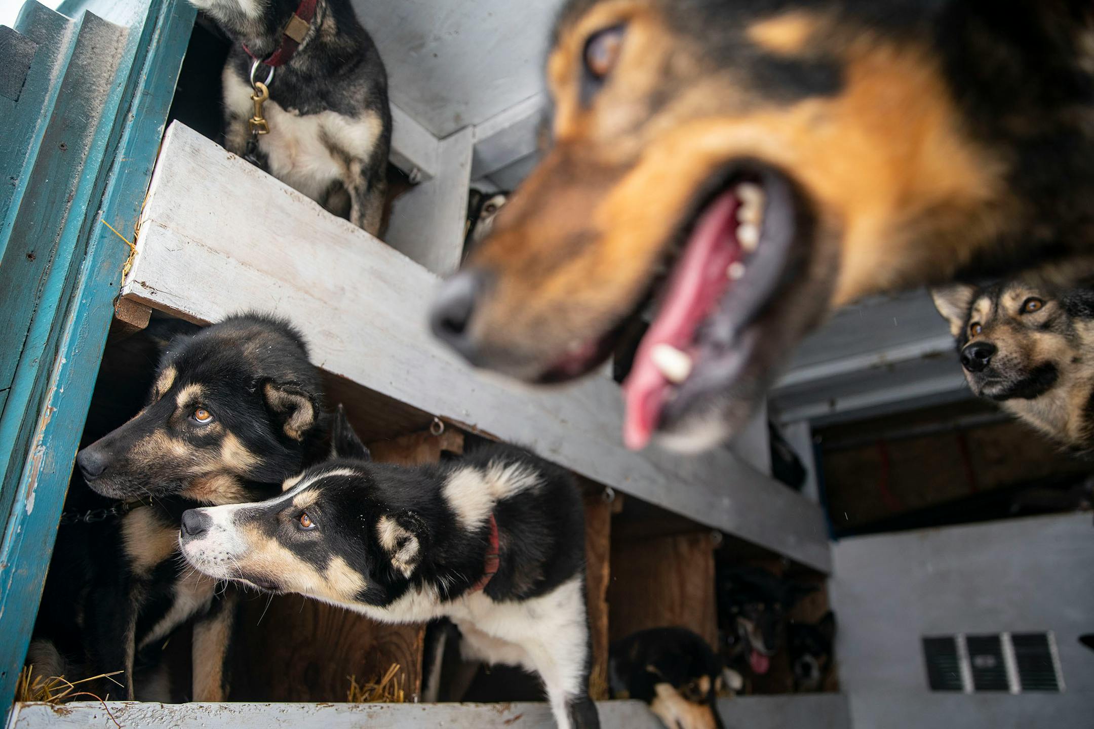 The Wallin's sled dog team got excited to get out of their box before vet checks at Proctor Arena on Saturday.