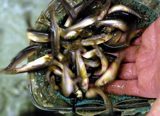 Bait dealers want to import golden shiners; DNR says that's too risky
