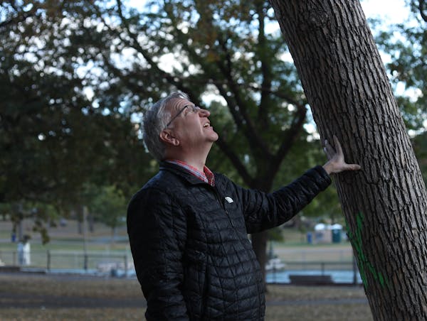 Lee Frelich, director of the Center for Forest Ecology at the University of Minnesota, inspected a doomed green ash in Loring Park.