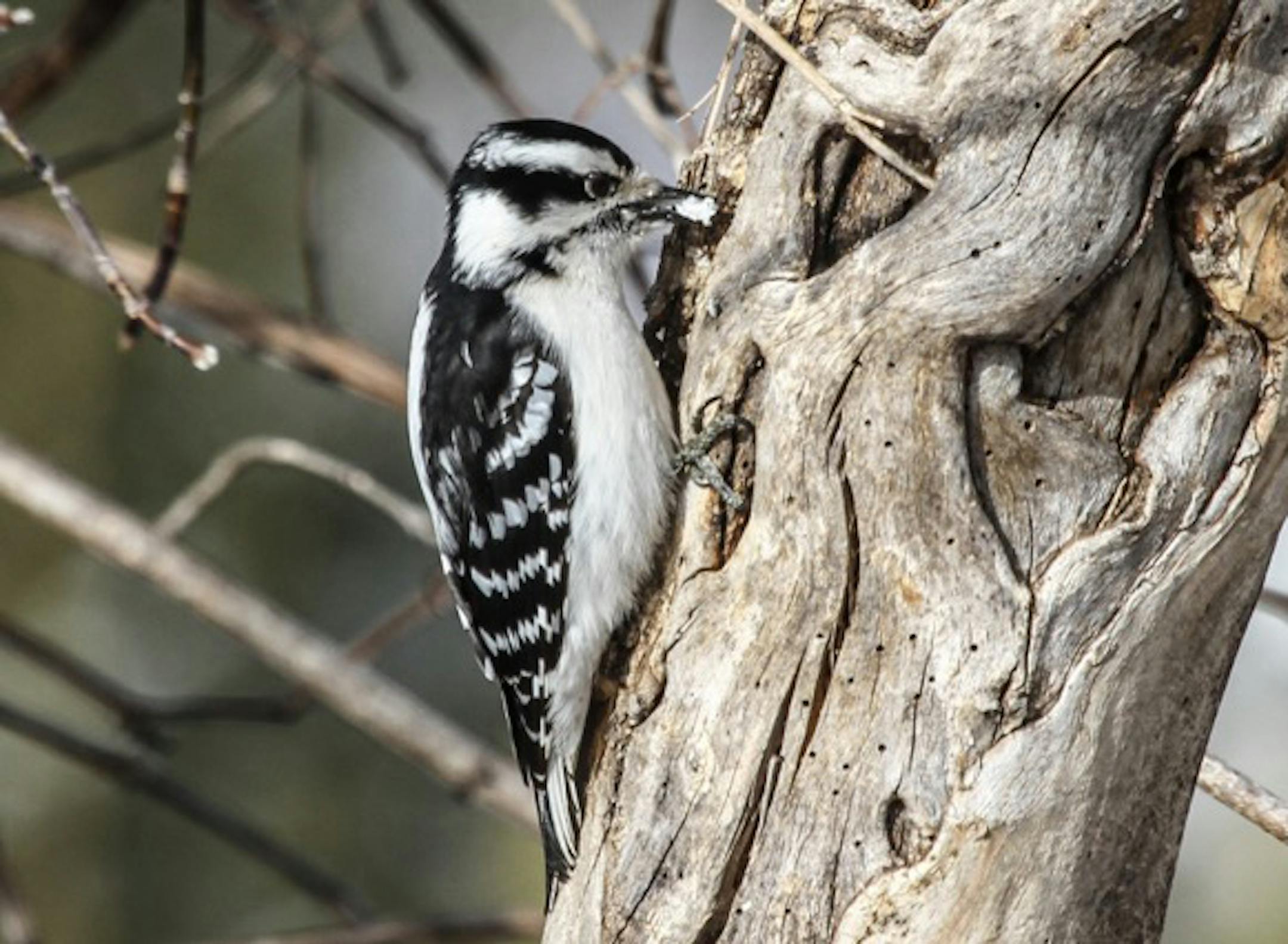 : Photos by Don Severson, Special to the Star Tribune 1. A downy woodpecker clears some snow out of a tree hole before searching for dormant insects.