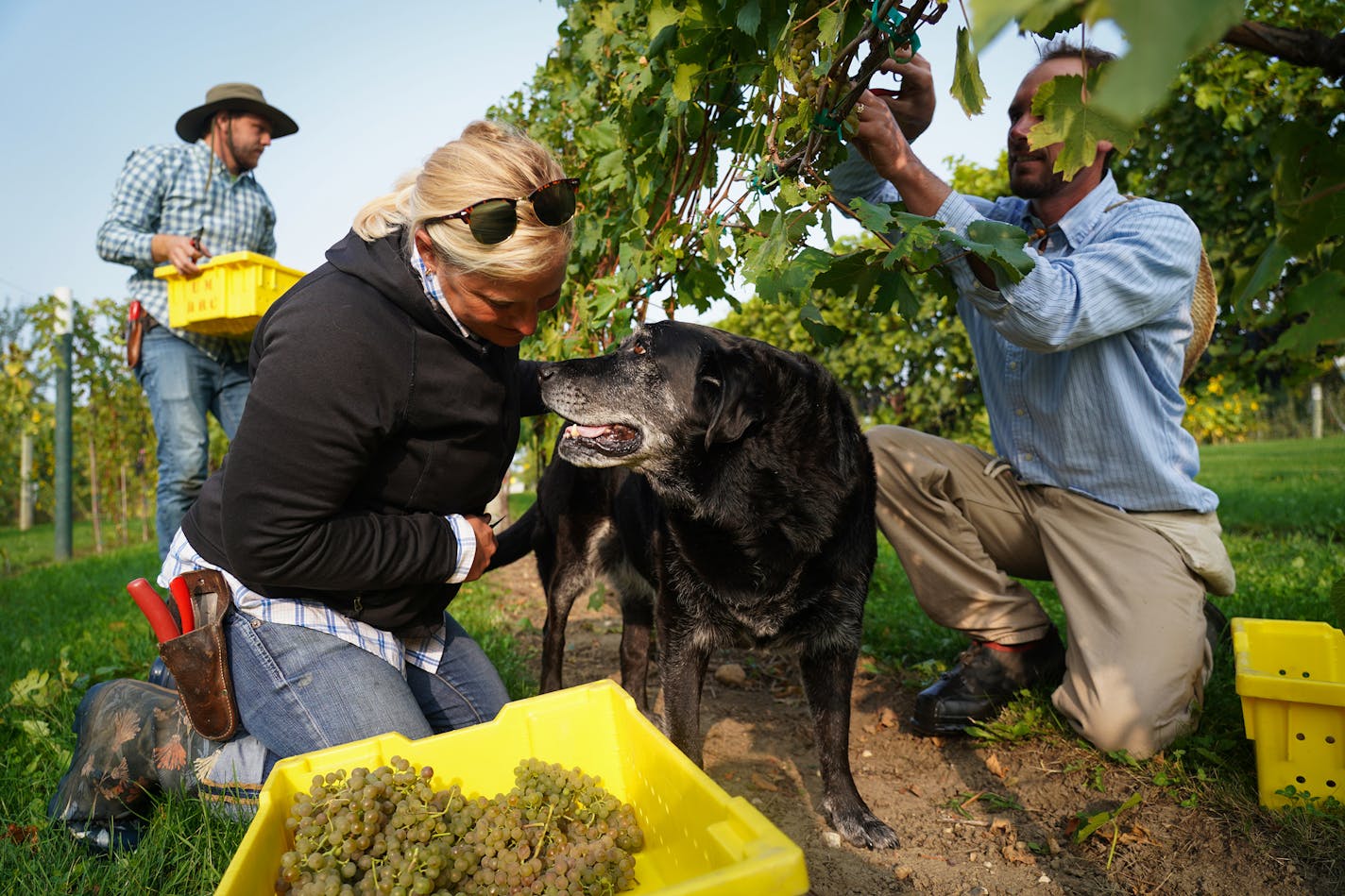 University of Minnesota's Grape Breeding and Enology project, gardener Jenny Thull paused to give Lucky, an 11-year old black Lab, some attention.