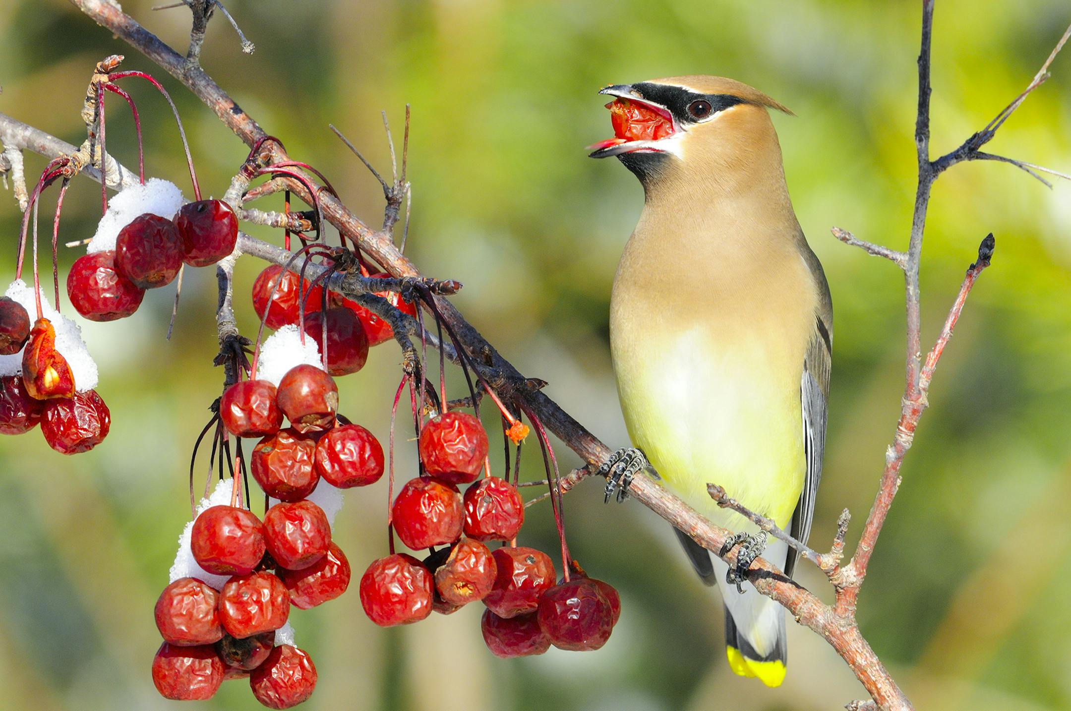one-time use ....Cedar waxwings can often be located during winter by scanning fruit trees. This waxing is feeding on crabapples following a recent snowfall.