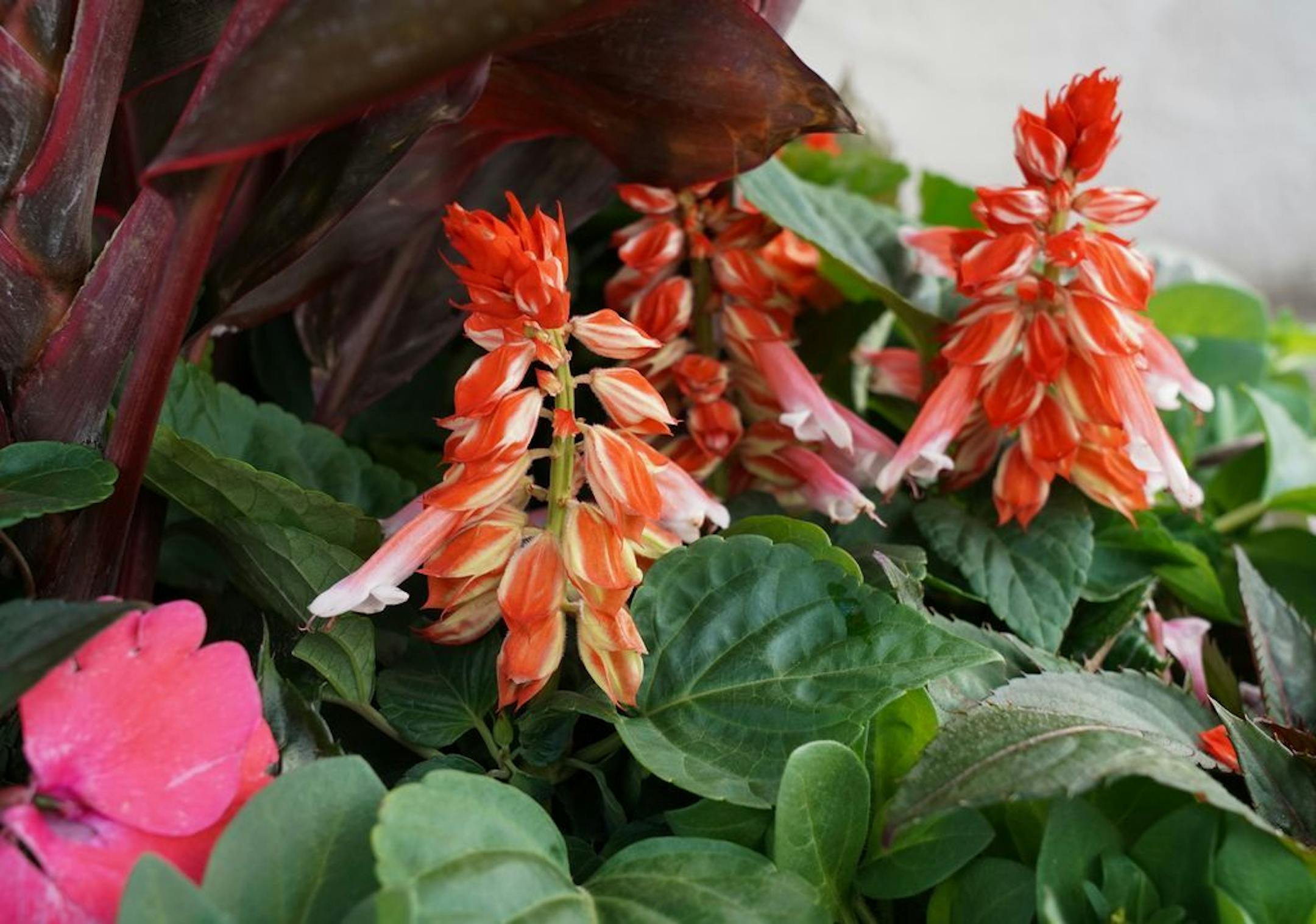 Tropical Getaway - Sunny container garden from Lynde Greenhouse & Nursery.