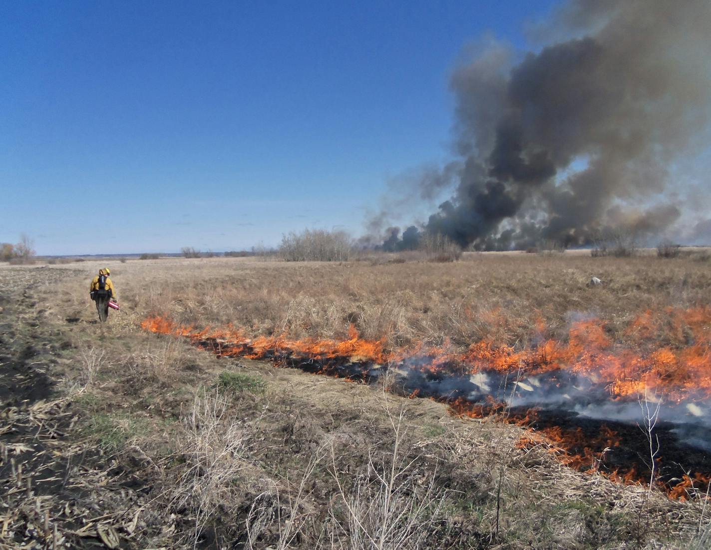 A member of a DNR roving habitat crew sets fire to a wildlife management area to improve grassland habitat there. DNR photo