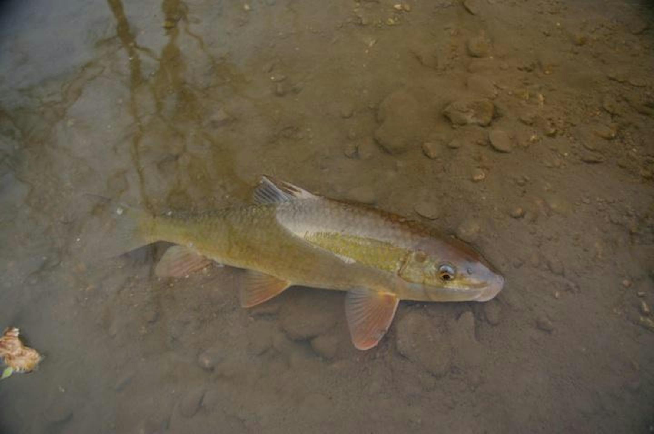 A native Silver Redhorse.