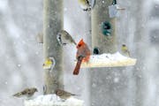 Four species share these feeders — cardinal, pine siskin, house finch and goldfinch.