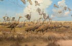 A diorama of sandhill cranes completed in 1946.