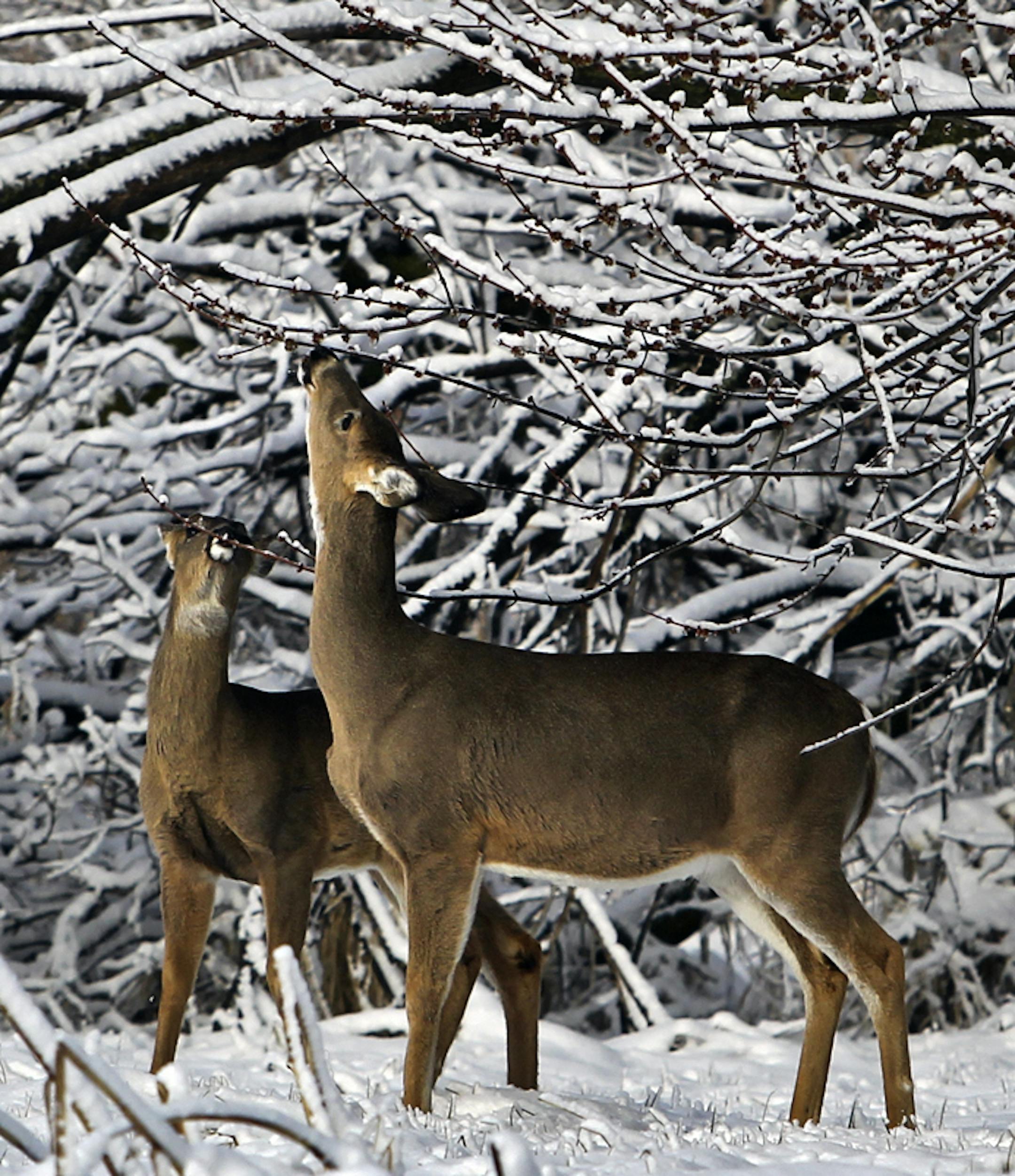 FILE - In this April 23, 2013 file photo, whitetail deer browse on tree buds in the Wood Lake Nature Center in Richfield, Minn. Researchers with the Minnesota Department of Natural Resources will be collecting white-tailed deer spleens the weekend of Nov. 9-10 as the state's main deer hunting season begins. (David Joles/Star Tribune via AP, File)