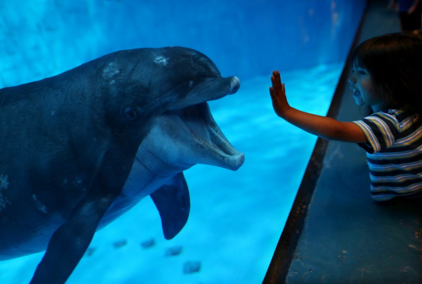 Minnesota Zoo dolphin Semo came up to the glass for a close up for three-year-old Cipactli Acosta on Monday, May 14, 2012 in Apple Valley, Minn. The Minnesota Zoo closed its 15-year-old dolphin exhibit for good that year.