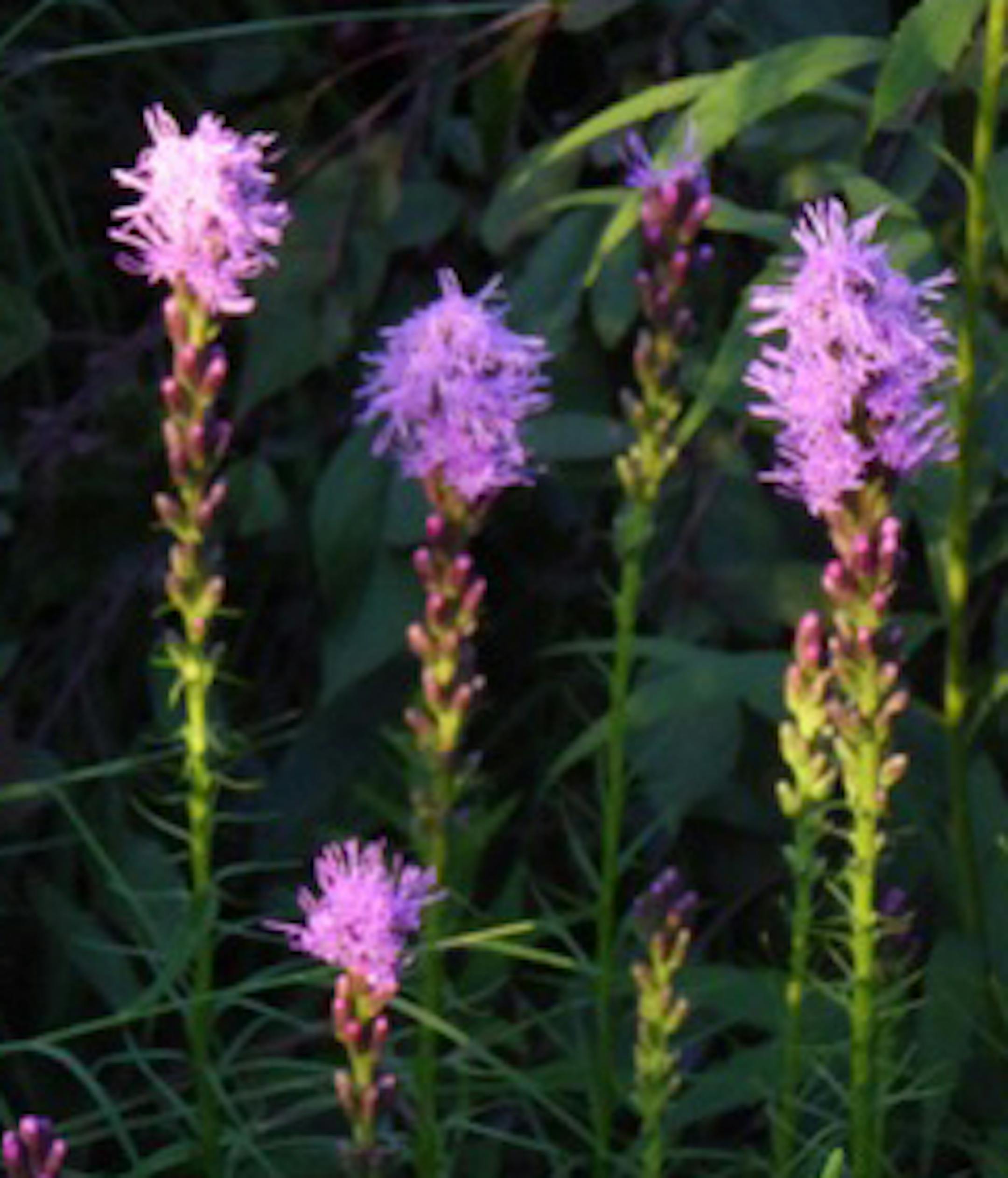 Liatris feed nectar to butterflies and other insects in summer, then become seed cafes in the fall. photo by Val Cunningham, special to the Star Tribune