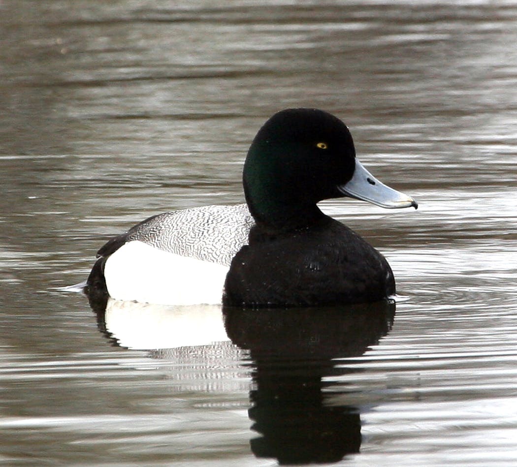 The greater scaup has two other names: bluebill and Ahthyamarila. The latter two names derive from the bird’s physical appearance; scaup derives from the bird’s diet.
