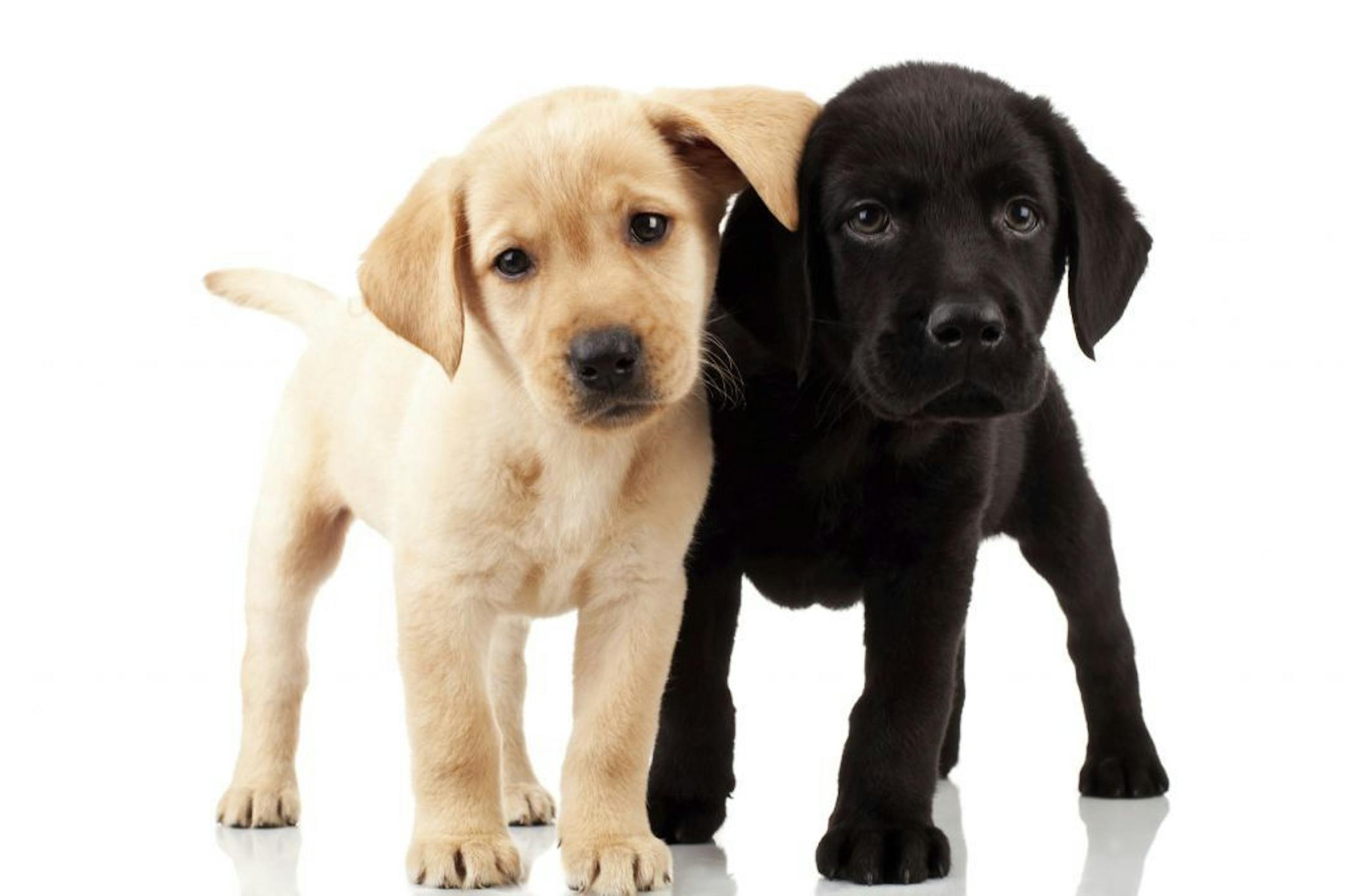 two cute labrador puppies - both very curious , standing and looking at something
