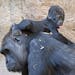 Baby gorilla Jengo relaxes on the back of his mother Kibara at the zoo in Leipzig, Germany, Thursday, March 20, 2014. The baby gorilla was born on Dec
