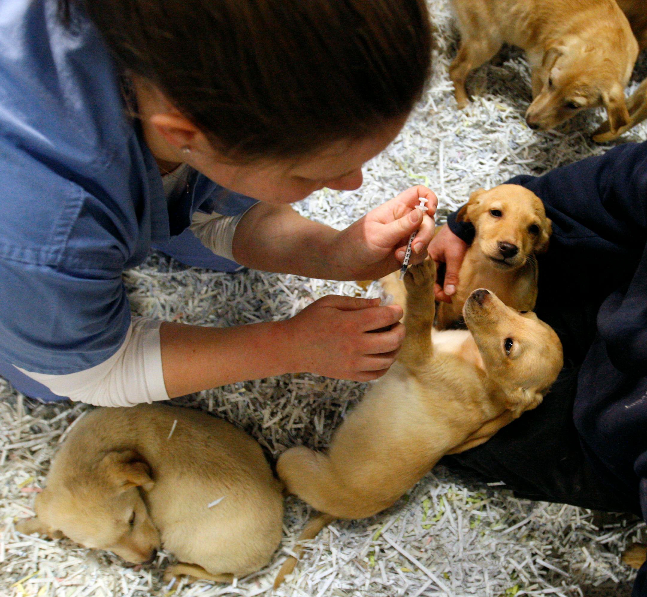 Veterinary technician Lindsay Liles helped give shots to some puppies.