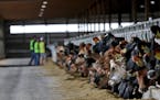 The Louriston Dairy near Murdock, built and operated by Riverview LLP, is home to 9,500 cows, 40 times more than the average American dairy. The compa