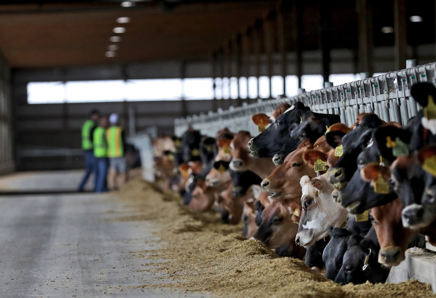 The Louriston Dairy near Murdock, built and operated by Riverview LLP, is home to 9,500 cows, 40 times more than the average American dairy. The company is working on a project to convert manure at some of its dairies into renewable gas that can be sold for low-carbon credit in states like California and Oregon.