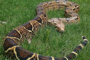 The snake, named "Rocky," escaped its tank and made its way outside after the door of the owner's house was left open.