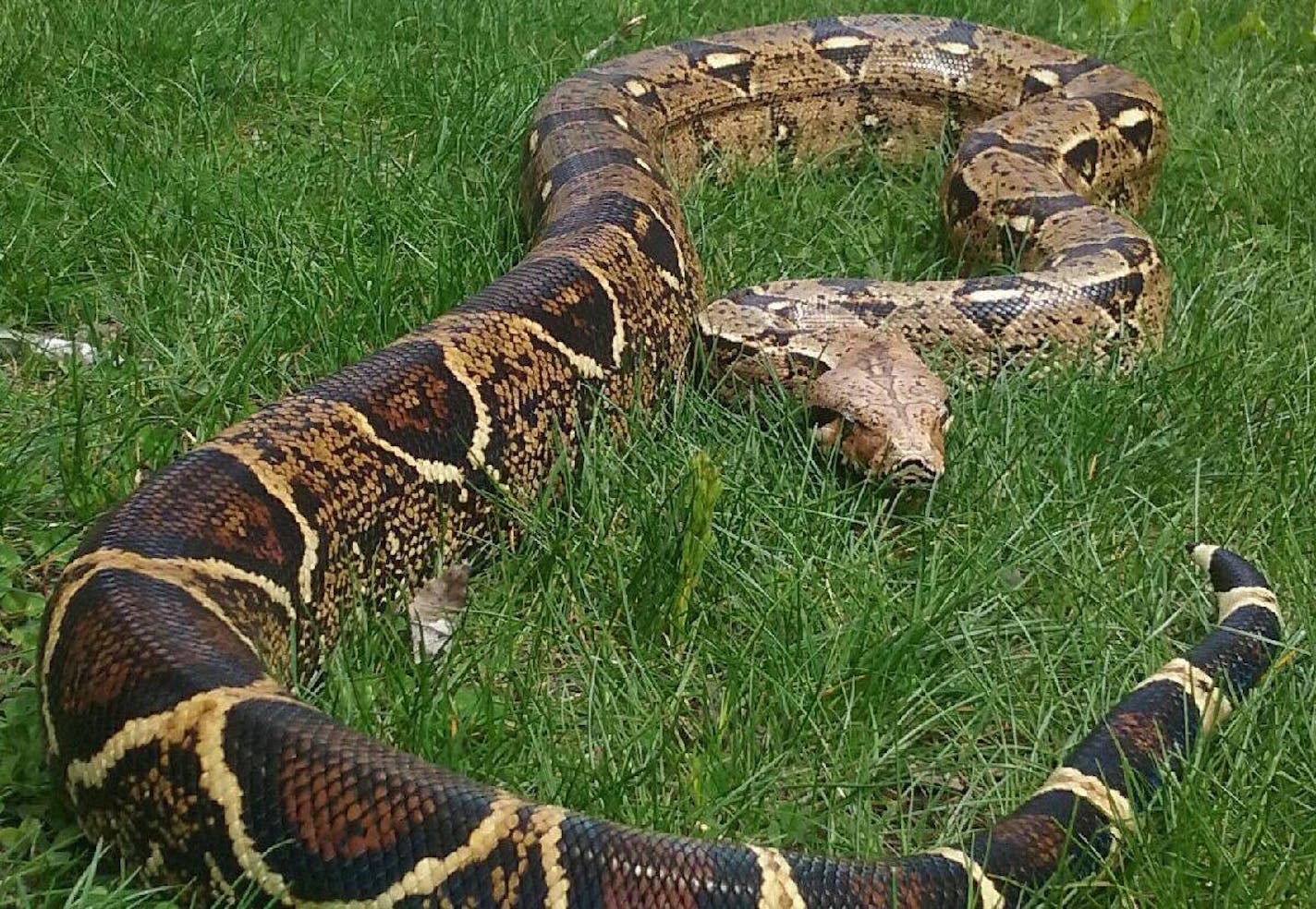 The snake, named "Rocky," escaped its tank and made its way outside after the door of the owner's house was left open.