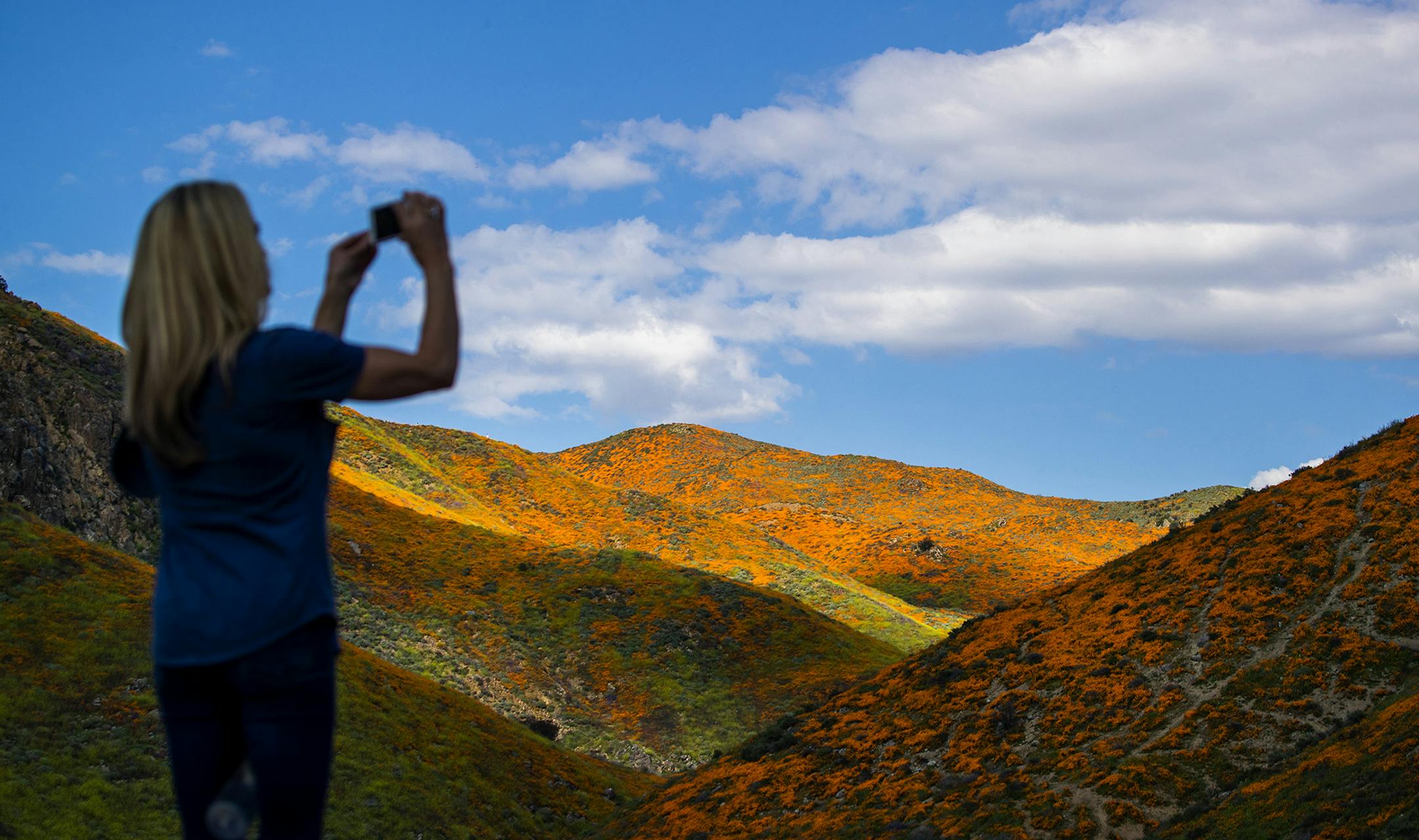 A visitor captures images of the super bloom at the Lake Elsinore Poppy Fields in Walker Canyon after the city closed the area in Lake Elsinore, Calif., on March 18, 2019. (Allen J. Schaben/Los Angeles Times/TNS)