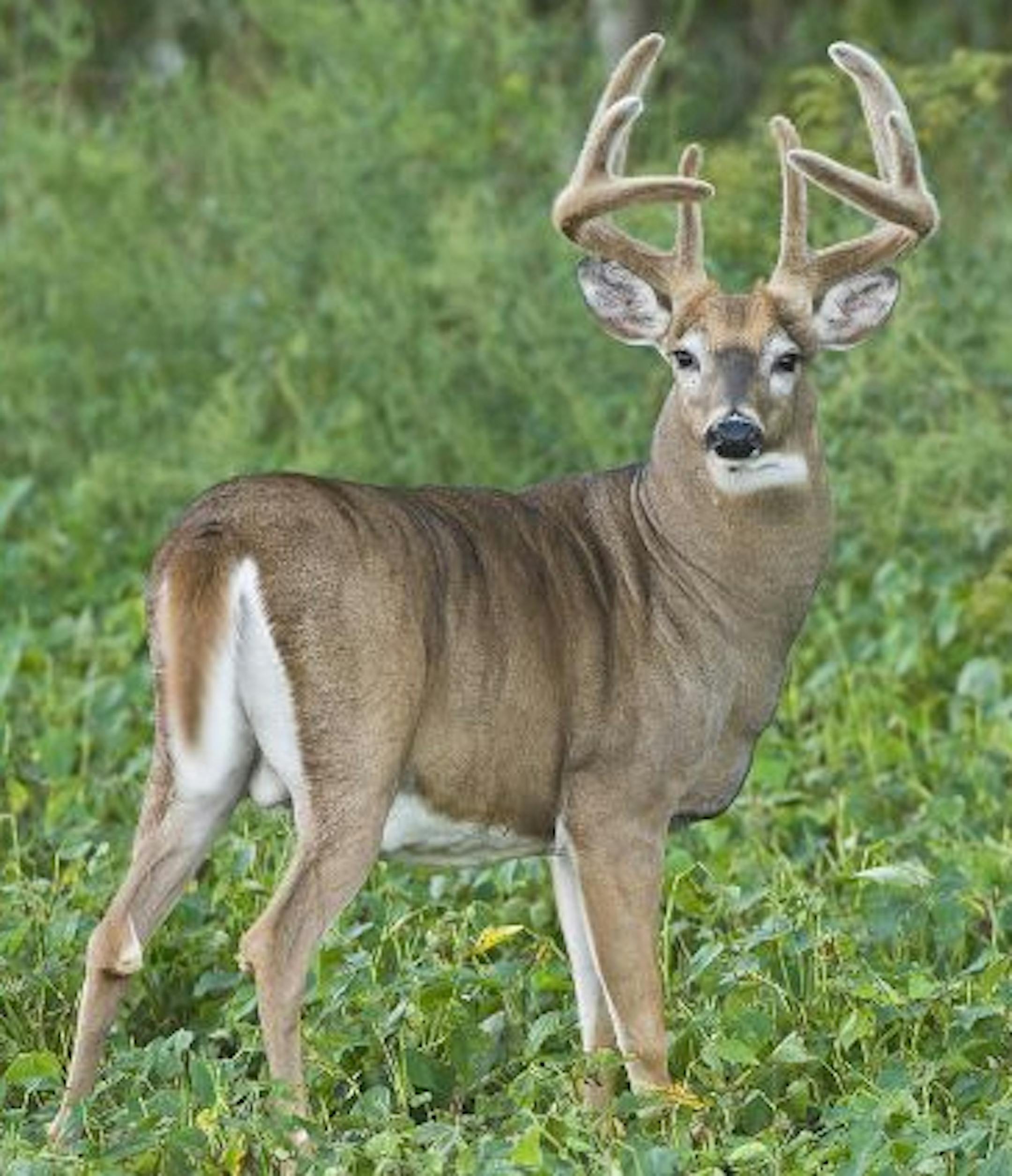 The velvet-covered antlers of a whitetail buck are fully grown by mid-August. In the coming weeks, bucks will shed the velvet, revealing the hardened bone beneath.