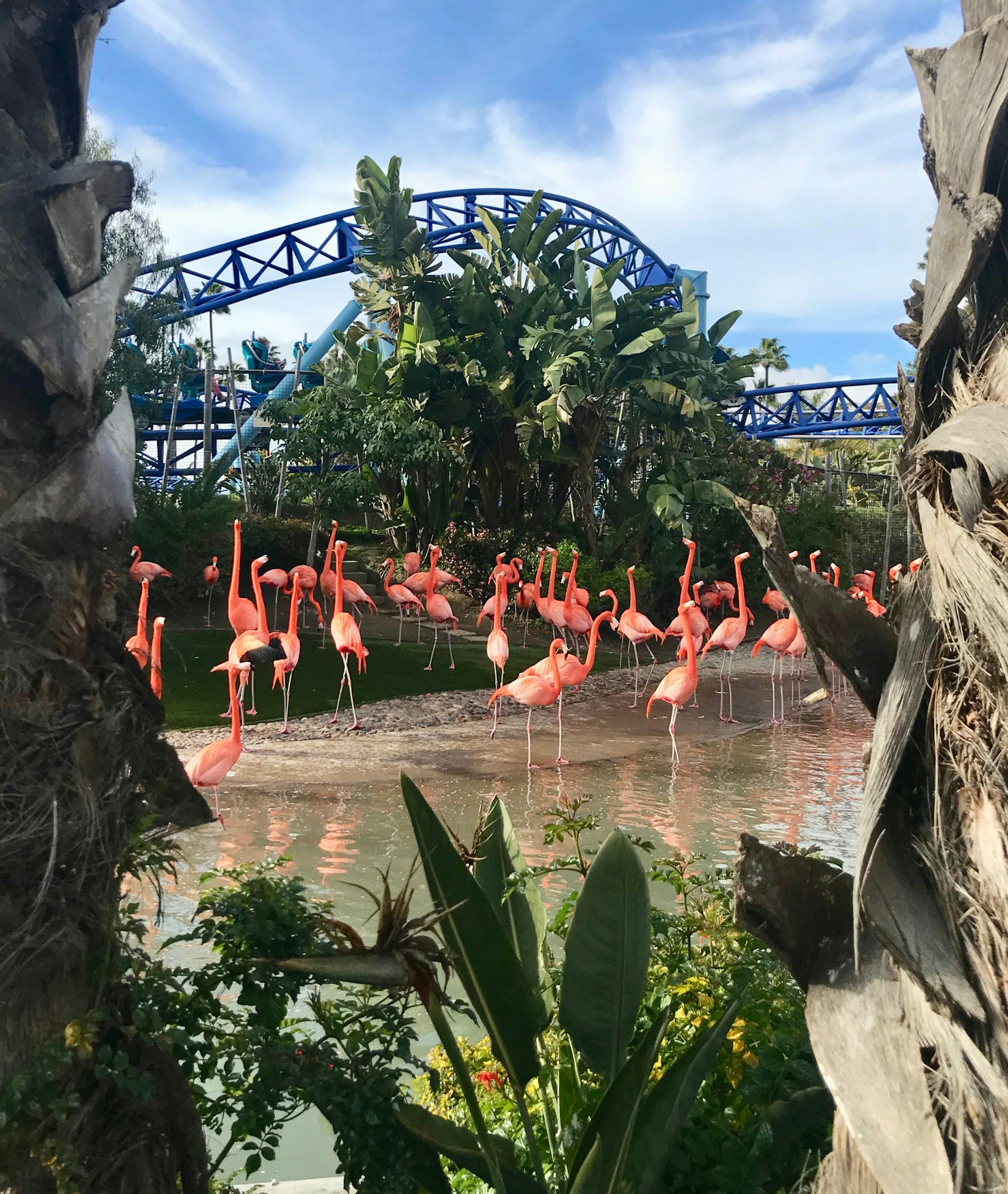 A noisy flock of flamingos in front of the Manta roller coaster at SeaWorld San Diego. Photo by Berit Thorkelson * Special to the Star Tribune