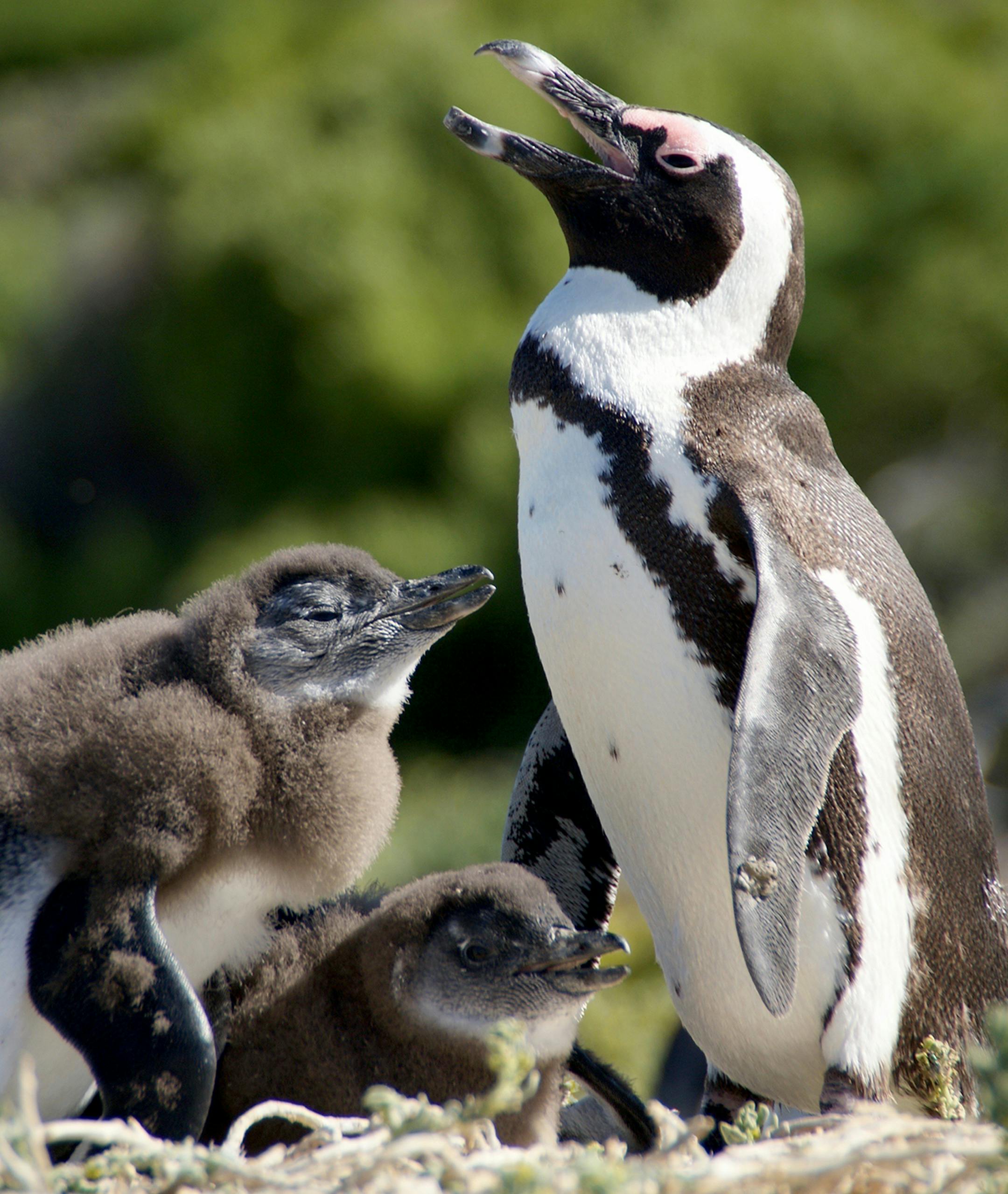 Hi Kerri,
Thanks for your response. I’ve written some more detail about my trip to South Africa and my photo of the African Penguins. Feel free to use as much or as little of this information as you would like! I traveled to Cape Town, South Africa last November and absolutely loved it! Cape Town is a cosmopolitan city with it’s signature Table Mountain back drop. There are many great things to do in or near Cape Town. I stayed in Camps Bay which has a lovely view of the ocean on o