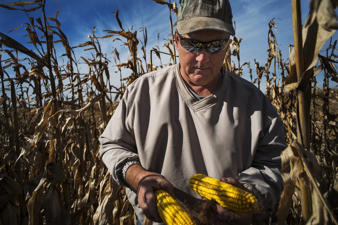 Ed McNamara&#x2019;s corn crop in Goodhue, Minn., was hit by hail and a straight-wind storm.