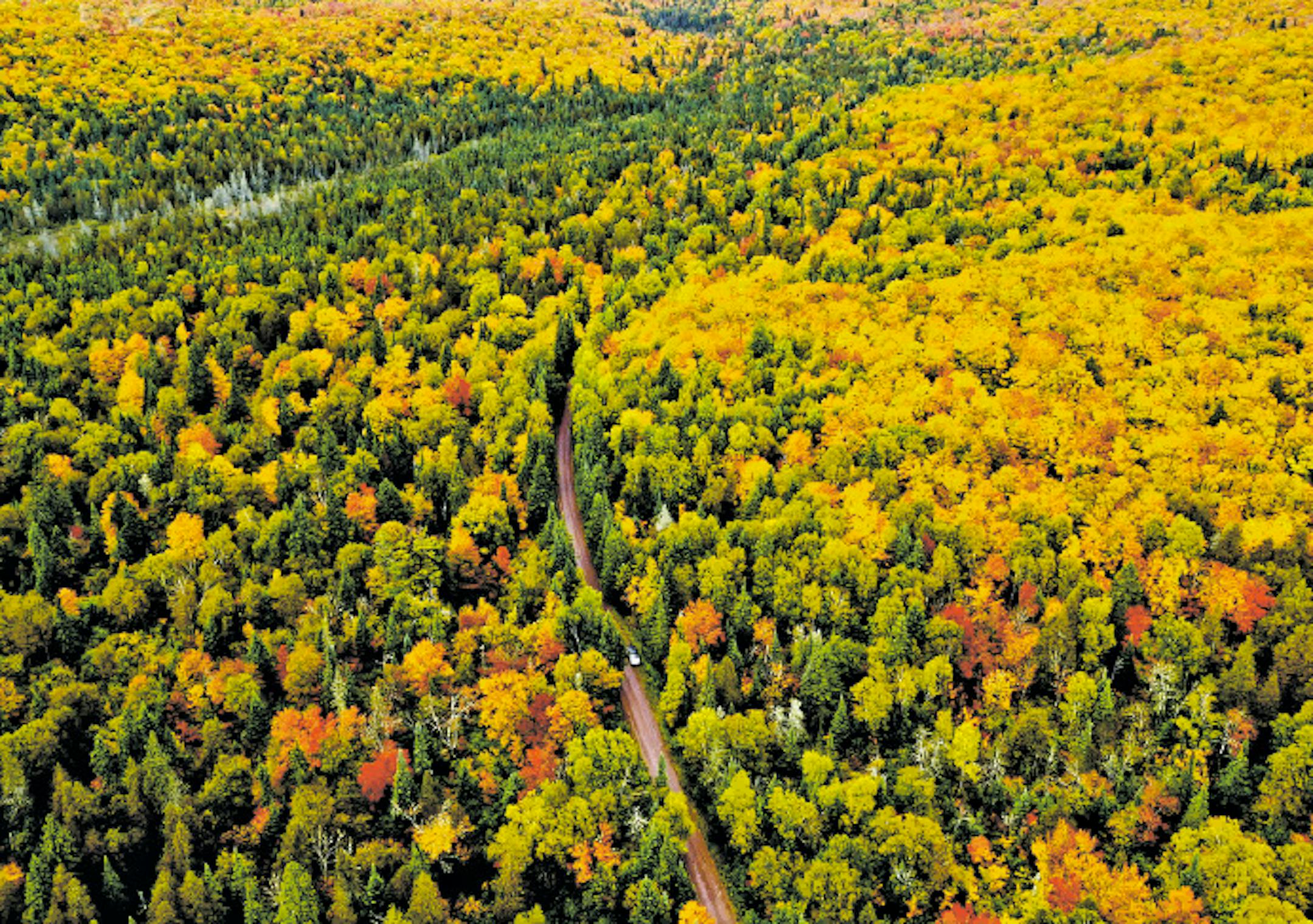 A maple ridge blazed in early October in the Lutsen area.