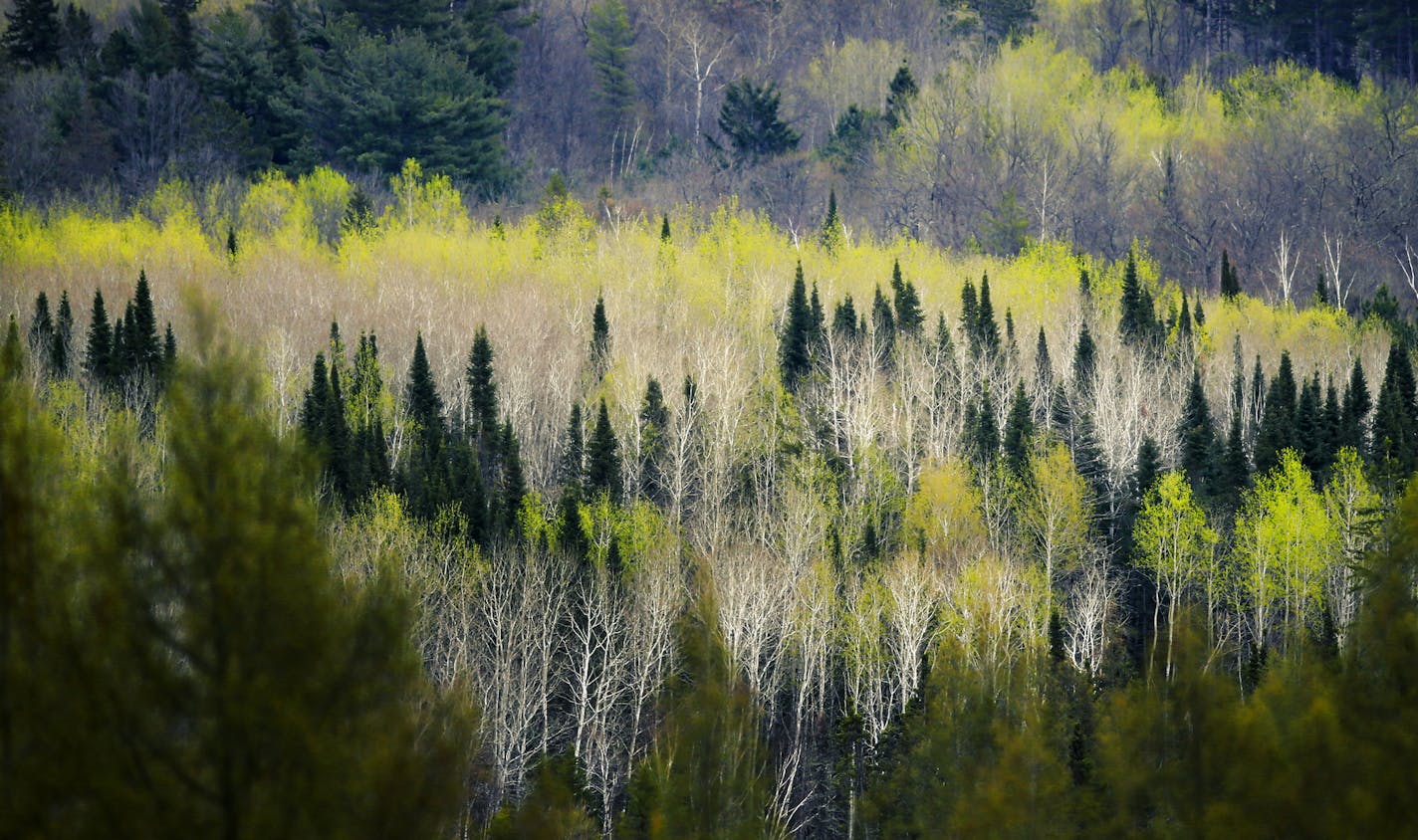 For afew days in early spring the aspen and birch of the Northern forest glow with a luminecent green, like a painters brush dabbled on the wooded landscape. This was the scene north of Park Rapids in Mid May. ] Minnesota _State of Wonders, Spring in NW Minnesota. BRIAN PETERSON &#x201a;&#xc4;&#xa2; brian.peterson@startribune.com Park Rapids, MN 2/14/2014