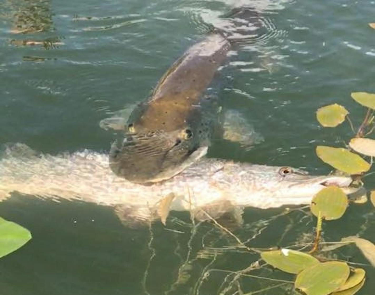 Screen grab from a Facebook video showing a muskie biting into a northern pike in a lake at Itasca State Park.